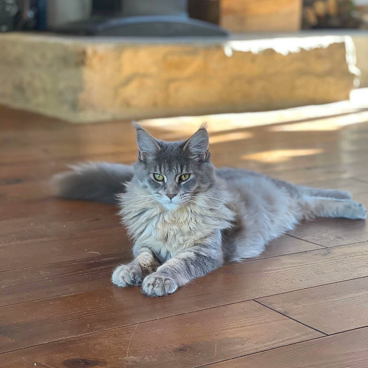 Sofia participe au concours pour gagner de l'argent avec cette photo : carnivore, cat, claw, domestic_short_haired_cat, felidae, floor, flooring, fur, grey, hardwood, laminate_flooring, paw, plant, road_surface, small_to_medium_sized_cats, snout, tail, whiskers, wood, wood_flooring