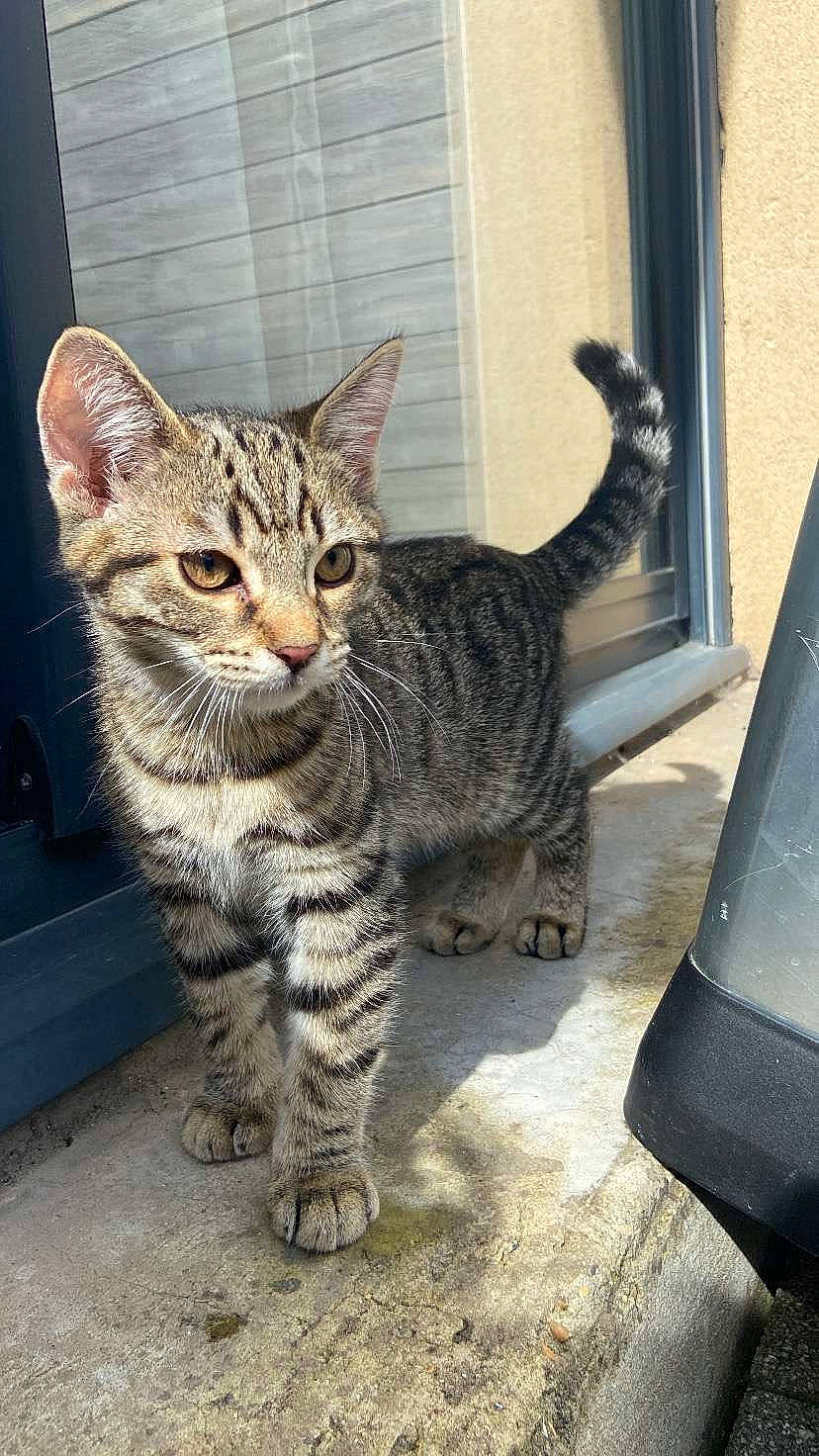 Smokie a rejoint le concours — aidez-le/la à gagner de superbes lots ! carnivore, cat, claw, domestic_short_haired_cat, felidae, fur, paw, sitting, small_to_medium_sized_cats, snout, tail, terrestrial_animal, whiskers