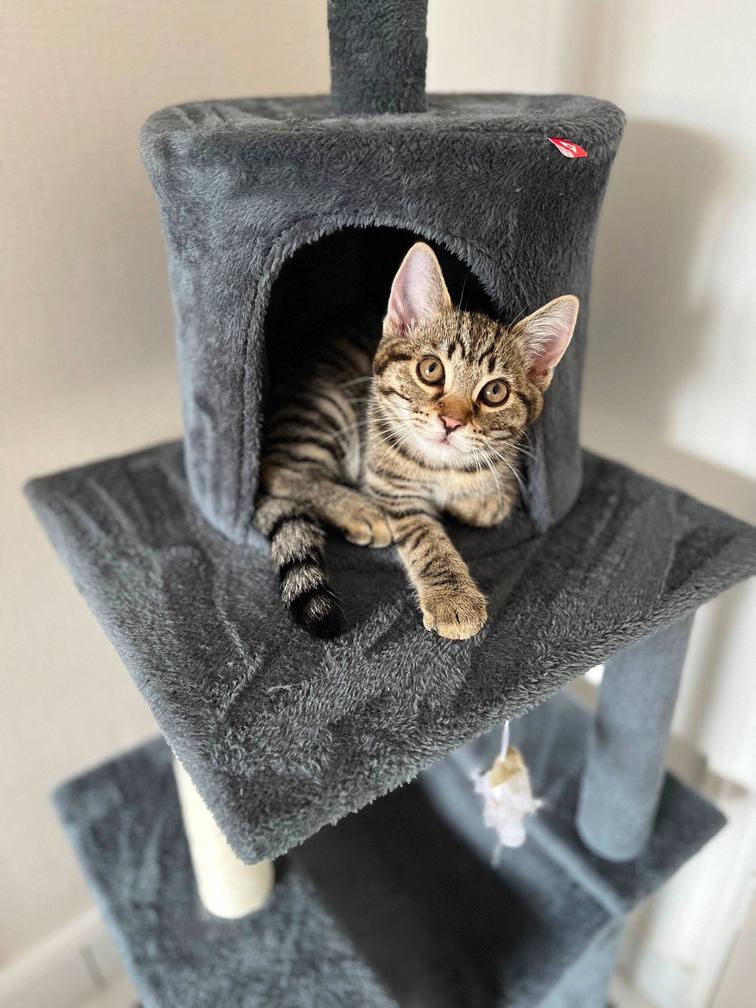 Smokie participe au concours pour gagner de l'argent avec cette photo : carnivore, cat, chair, comfort, creative_arts, domestic_short_haired_cat, fashion_accessory, fawn, felidae, fur, grey, pet_supply, rectangle, sitting, small_to_medium_sized_cats, tail, toy, tree, whiskers, wood