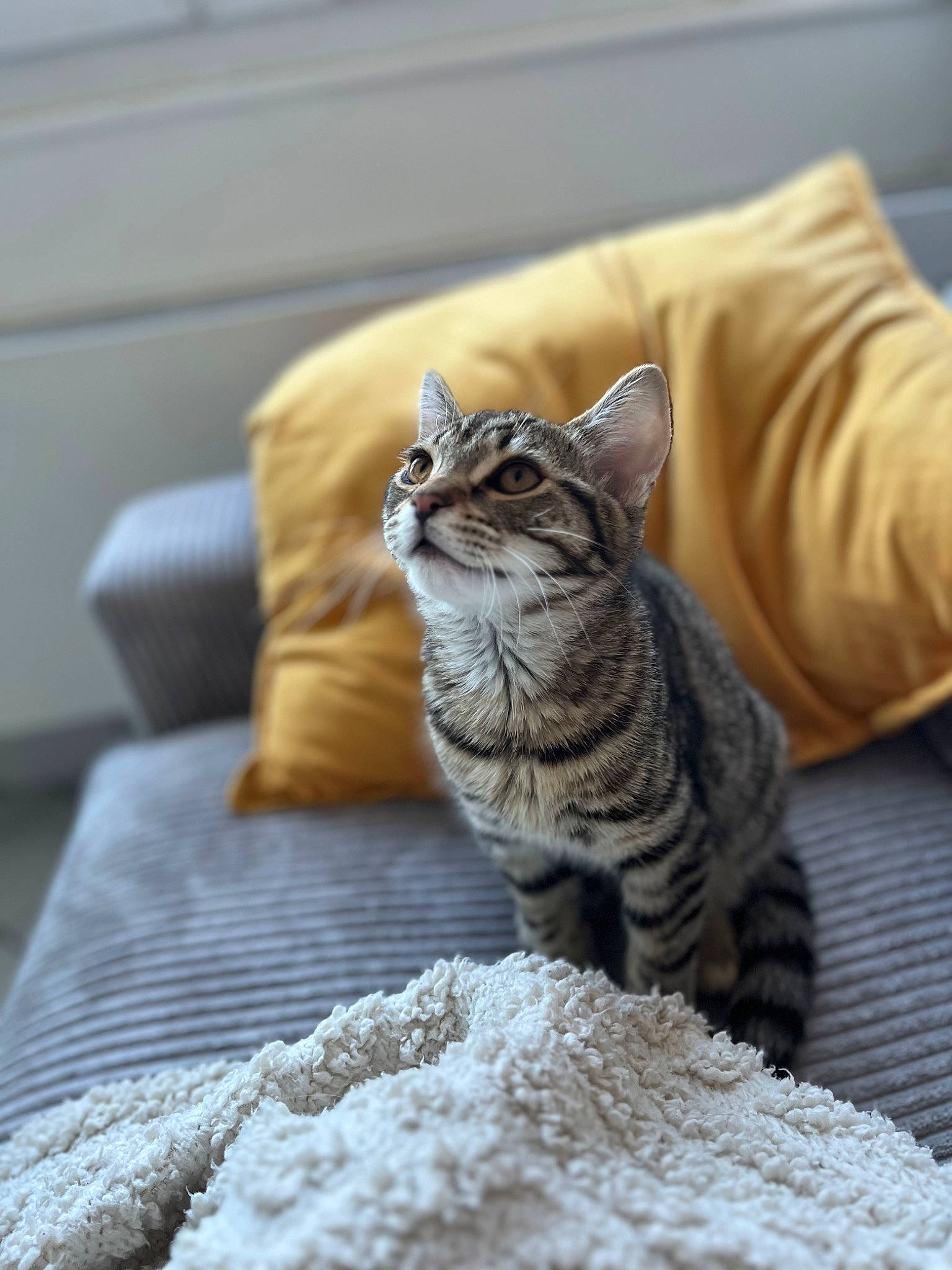 Smokie participe au concours pour gagner de l'argent avec cette photo : carnivore, cat, comfort, domestic_short_haired_cat, felidae, flooring, fur, grey, hardwood, linens, paw, room, small_to_medium_sized_cats, snout, tail, terrestrial_animal, tree, whiskers, window, wood