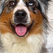 Thalya Legrand a rejoint le concours — aidez-le/la à gagner de superbes lots ! dog, australian_shepherd, heterochromia, tongue_out, fluffy, happy, pet, canine, fur, ears, indoor, close_up, portrait, animal, cute, friendly, brown_eyes, blue_eyes, snout, whiskers