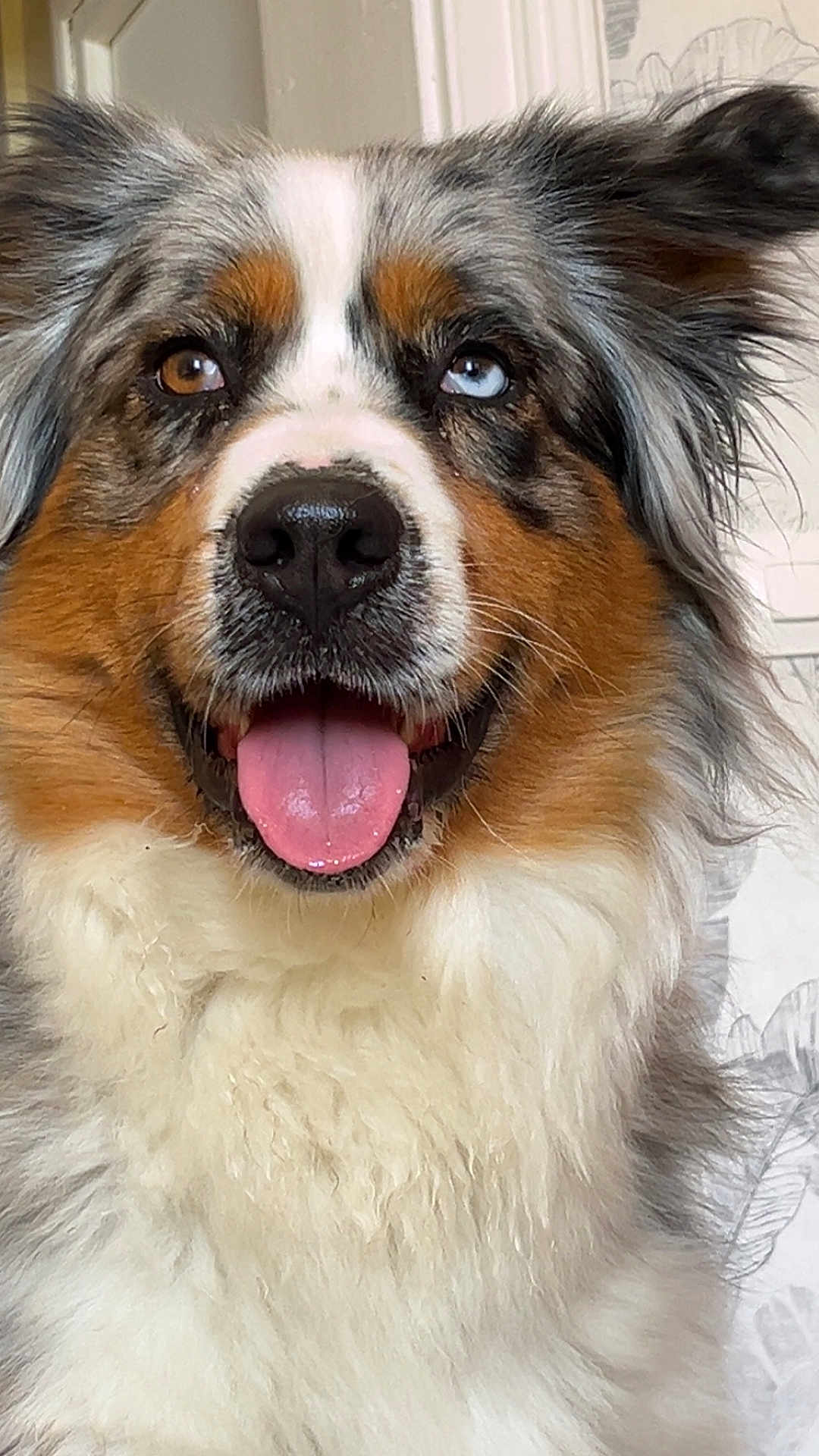 Thalya Legrand a rejoint le concours — aidez-le/la à gagner de superbes lots ! dog, australian_shepherd, heterochromia, tongue_out, fluffy, happy, pet, canine, fur, ears, indoor, close_up, portrait, animal, cute, friendly, brown_eyes, blue_eyes, snout, whiskers