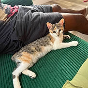 Miumiu joined the competition — help win amazing prizes! cat, person, couch, green_couch, shorts, tshirt, floor, wooden_floor, indoor, pet, relaxed, alert, curious, feline, resting, domestic_animal, striped_cat, orange_and_white_cat, living_room, casual