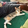 cat, person, couch, green_couch, shorts, tshirt, floor, wooden_floor, indoor, pet, relaxed, alert, curious, feline, resting, domestic_animal, striped_cat, orange_and_white_cat, living_room, casual