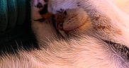 Miumiu is registered to the contest to win money with this photo: cat, sleeping, paw, fur, close_up, cozy, resting, pet, animal, cute, feline, texture, blanket, teal, soft, whiskers, indoor, relaxing, adorable, nap