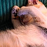 cat, sleeping, paw, fur, close_up, cozy, resting, pet, animal, cute, feline, texture, blanket, teal, soft, whiskers, indoor, relaxing, adorable, nap