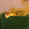Miumiu is registered to the contest to win money with this photo: cat, sleeping, couch, green, texture, indoor, pet, feline, relaxed, cozy, shadow, wall, napping, fur, domestic_animal, resting, quiet, comfort, home, animal