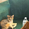 Miumiu joined the competition — help win amazing prizes! kitten, cat, pet, couch, green_couch, pillows, water_bottle, cardboard_box, indoor, furniture, relaxed, curious, small_animal, fur, whiskers, domestic_animal, resting, cozy, home, cute