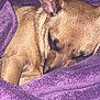 dog, sleeping, blanket, purple, cozy, pet, fur, animal, indoors, resting, cute, small_dog, snuggled, warm, comfort, relaxed, peaceful, nose, ear, closeup