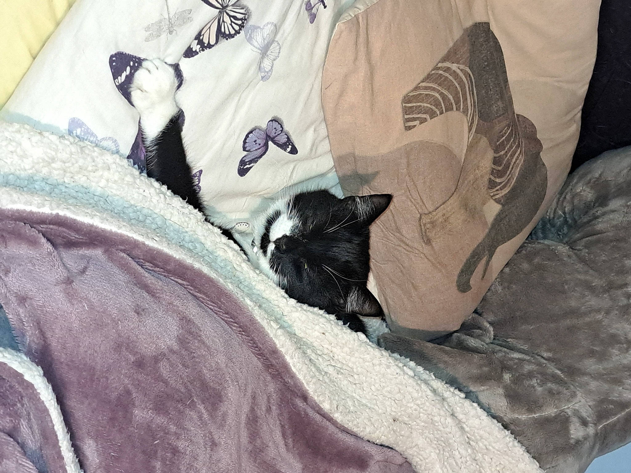 Dinks is registered to the contest to win money with this photo: bag, bed_sheet, bedding, carnivore, cat, comfort, felidae, fur, grey, house, linens, luggage_and_bags, nap, pattern, room, sleeve, small_to_medium_sized_cats, t_shirt, textile, whiskers