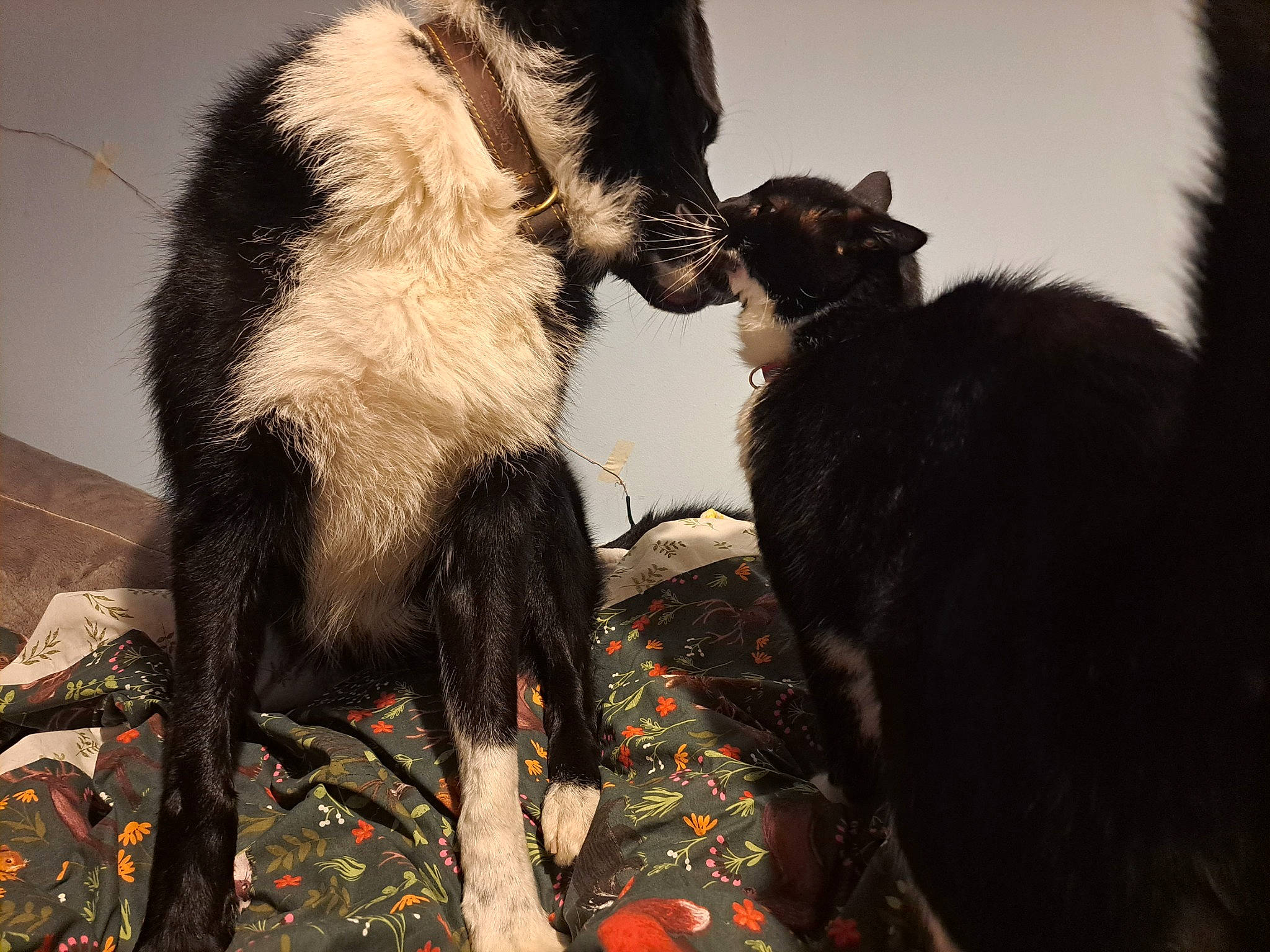 Dinks joined the competition — help win amazing prizes! canidae, carnivore, cat, claw, dog_breed, event, felidae, fur, goat, goat_antelope, goats, herd, livestock, small_to_medium_sized_cats, snout, tail, terrestrial_animal, whiskers, wildlife, working_animal