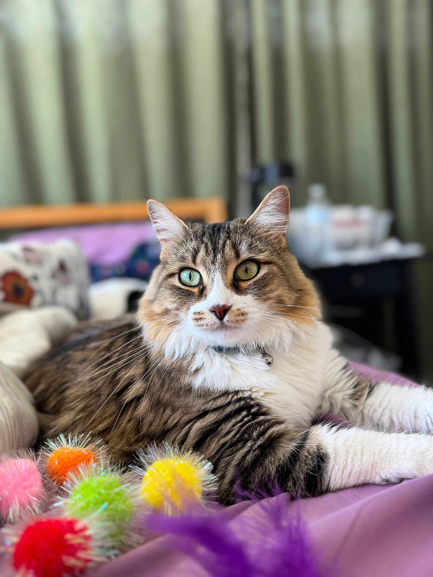 Marceline joined the competition — help win amazing prizes! cat, fluffy, heterochromia, bed, blanket, purple, colorful, toys, fuzzy_balls, indoor, pet, relaxed, closeup, portrait, whiskers, furniture, soft_light, domestic_animal, cute, animal