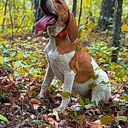 Cal joined the competition — help win amazing prizes! dog, animal, forest, leaves, autumn, nature, outdoor, brown, white, tongue_out, happy, pet, canine, sitting, trees, collar, playful, ground, woods, daylight