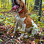 dog, animal, forest, leaves, autumn, nature, outdoor, brown, white, tongue_out, happy, pet, canine, sitting, trees, collar, playful, ground, woods, daylight