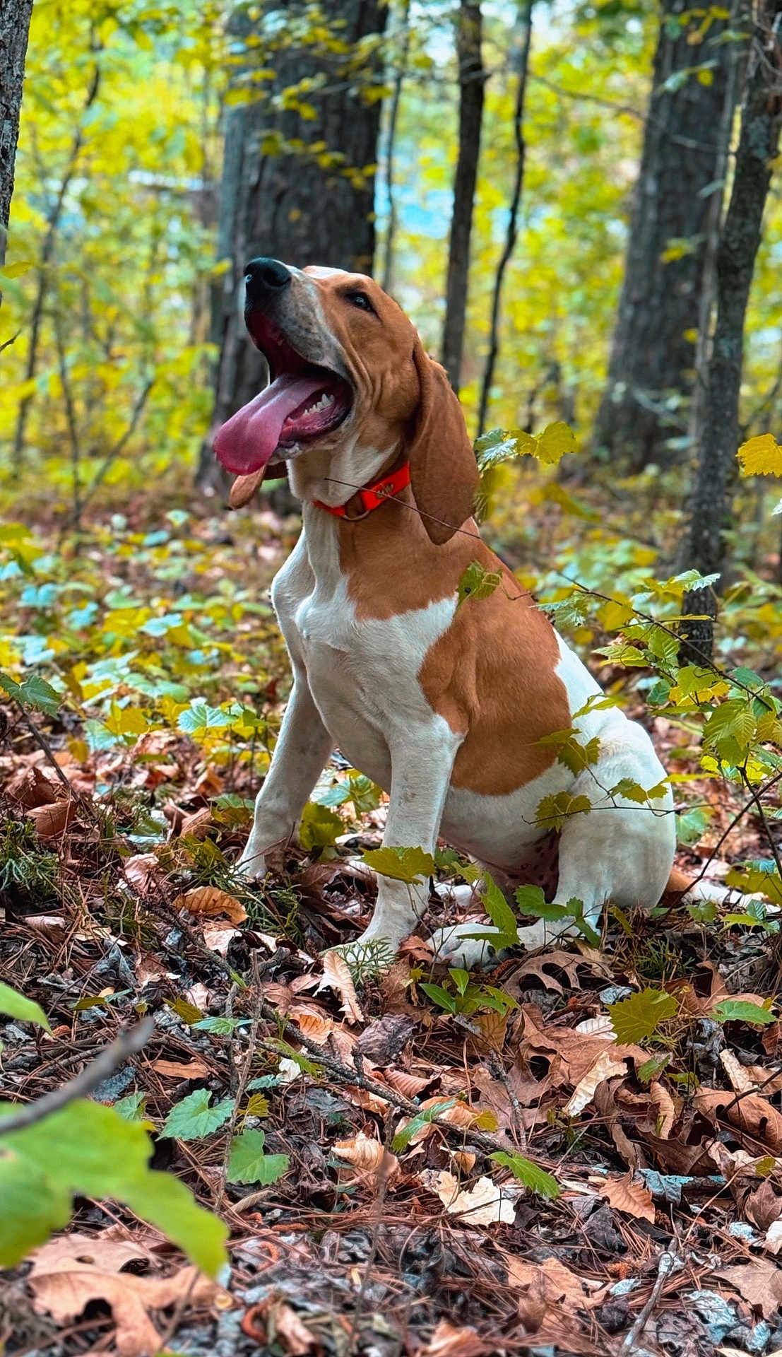 Cal joined the competition — help win amazing prizes! dog, animal, forest, leaves, autumn, nature, outdoor, brown, white, tongue_out, happy, pet, canine, sitting, trees, collar, playful, ground, woods, daylight
