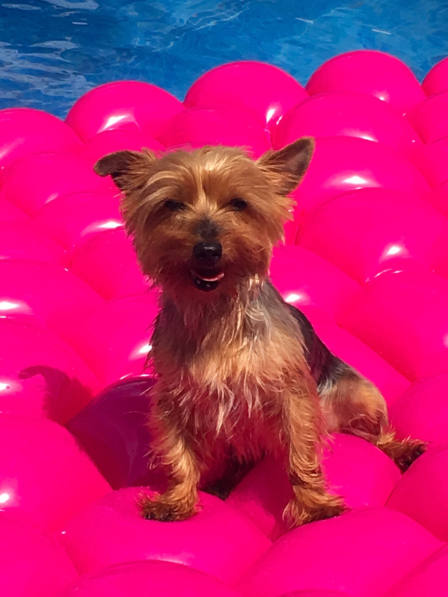 Dina a rejoint le concours — aidez-le/la à gagner de superbes lots ! affenpinscher, airedale, animal, architecture, balloon, building, canine, dog, inflatable, outdoors, pet, pool, puppy, purple, shelter, sphere, summer, swimmingpool, terrier, water