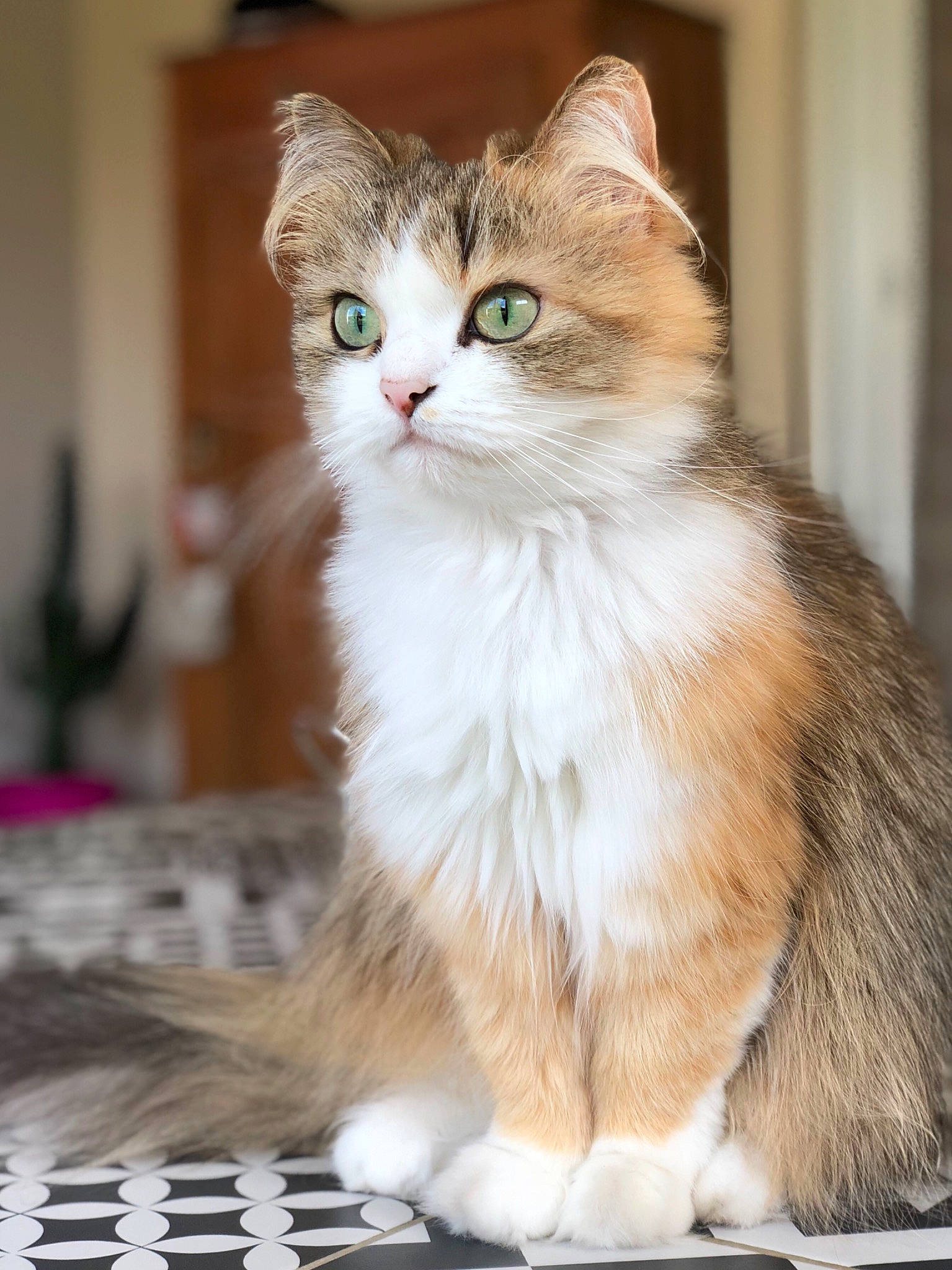 Capsule a rejoint le concours — aidez-le/la à gagner de superbes lots ! aegean_cat, american_curl, asian_semi_longhair, british_semi_longhair, carnivore, cat, domestic_long_haired_cat, european_shorthair, fawn, felidae, kitten, mammal, norwegian_forest_cat, ragamuffin, siberian, small_to_medium_sized_cats, tabby_cat, turkish_angora, vertebrate, whiskers