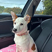 Ella Faye joined the competition — help win amazing prizes! puppy, dog, car_interior, pink_blanket, seat, window, collar, pet, animal, ears, fur, sitting, looking, cute, young_dog, leather_seat, daylight, vehicle, nature_outside, curious