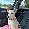 puppy, dog, car_interior, pink_blanket, seat, window, collar, pet, animal, ears, fur, sitting, looking, cute, young_dog, leather_seat, daylight, vehicle, nature_outside, curious