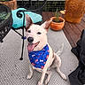 Ella Faye joined the competition — help win amazing prizes! dog, bandana, outdoor, patio, potted_plant, smiling, happy, fur, ears, tongue, sitting, metal_chair, table, cushion, wood_deck, plant, decor, pet, domestic_animal, canine