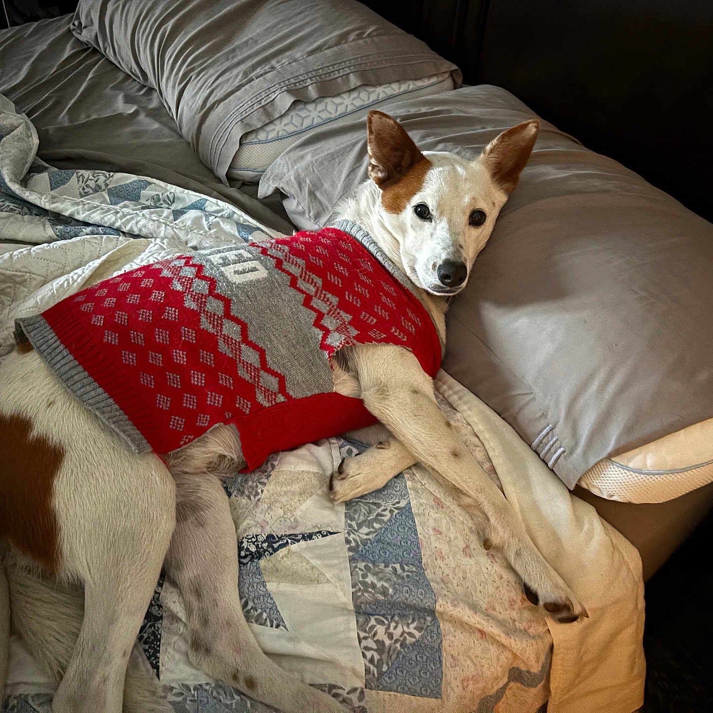 Ella Faye is registered to the contest to win money with this photo: dog, bed, pillow, quilt, blanket, sweater, red, white, brown, indoor, resting, pet, fur, sleepy, cozy, comfort, home, relaxed, animal, canine