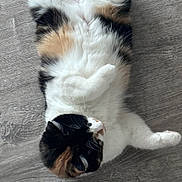 Noelle joined the competition — help win amazing prizes! cat, calico_cat, pet, animal, feline, fluffy, white_fur, black_fur, orange_fur, lying_down, upside_down, paws_up, relaxed, playful, indoor, wood_floor, closeup, top_view, cute, funny_pose