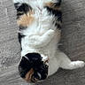 cat, calico_cat, pet, animal, feline, fluffy, white_fur, black_fur, orange_fur, lying_down, upside_down, paws_up, relaxed, playful, indoor, wood_floor, closeup, top_view, cute, funny_pose
