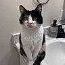 cat, tuxedo_cat, pet, animal, bathroom, sink, countertop, faucet, mirror, towel_ring, wall, outlet, soap_dispenser, black_and_white, sitting, portrait, whiskers, green_eyes, indoor, domestic_animal
