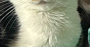 Noelle is registered to the contest to win money with this photo: cat, calico_cat, pet, feline, animal, close_up, portrait, green_eyes, whiskers, fur, black_and_white, orange_patches, pink_nose, indoors, blanket, cozy, sitting, looking_at_camera, face, cute