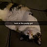 cat, calico_cat, pet, animal, feline, fluffy, white_fur, black_fur, orange_fur, upside_down, lying_down, belly_up, couch, sofa, indoors, close_up, portrait, relaxed, funny, text_overlay