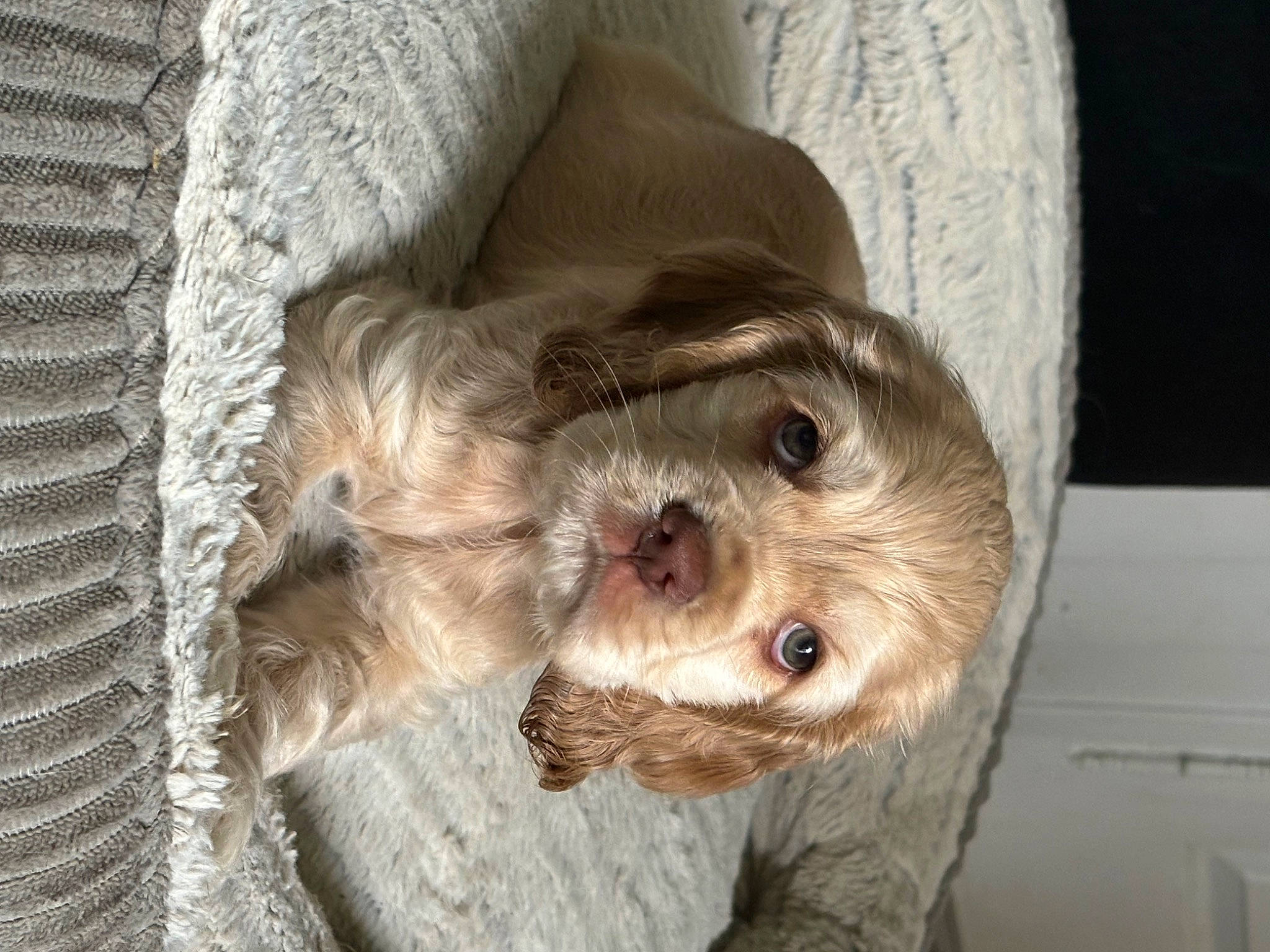 Uly a rejoint le concours — aidez-le/la à gagner de superbes lots ! canidae, carnivore, comfort, companion_dog, dog, dog_breed, fawn, fur, liver, non_sporting_group, puppy, small_terrier, snout, sporting_group, terrestrial_animal, terrier, toy_dog, whiskers, wood, working_animal