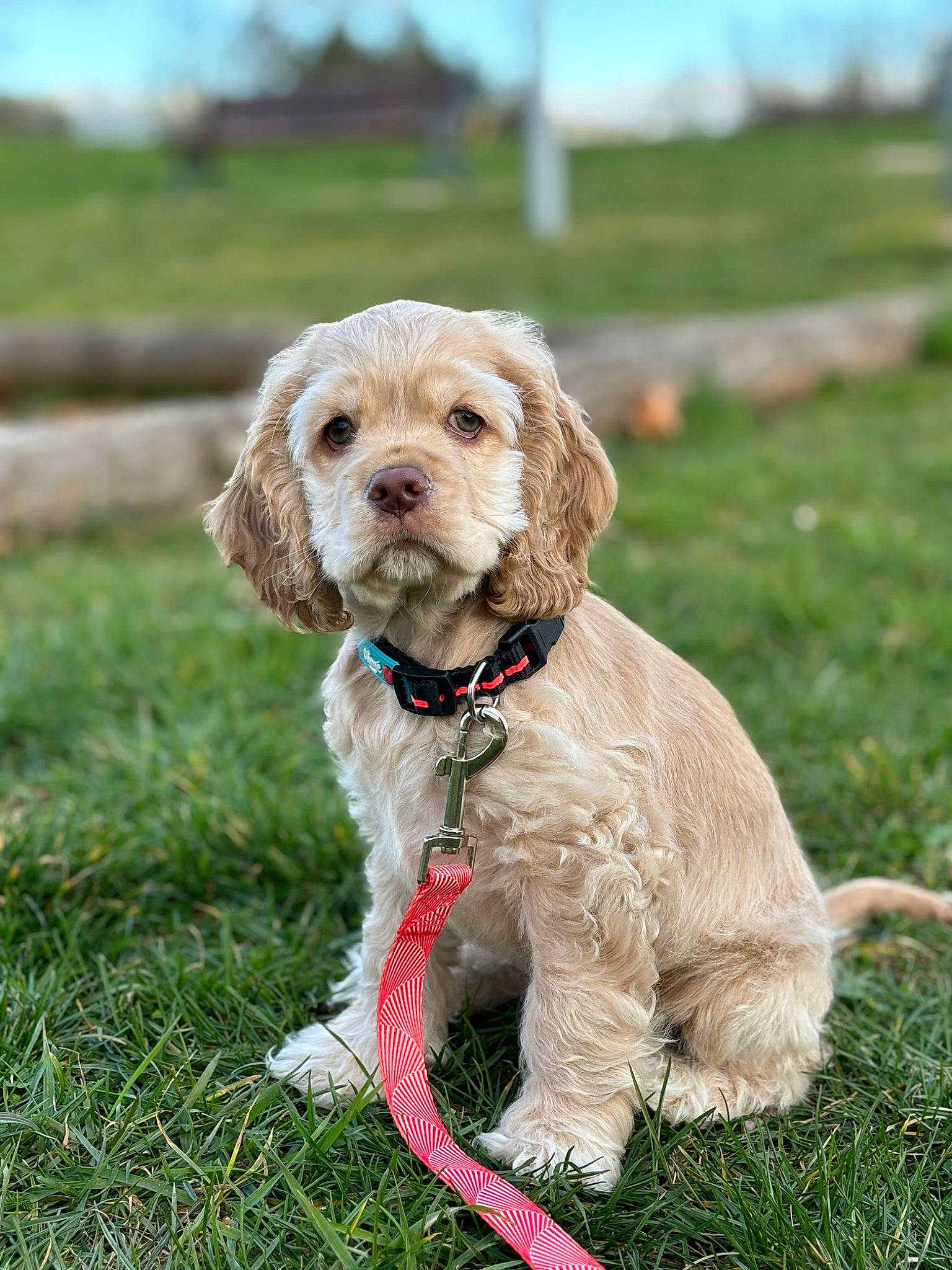 Uly a rejoint le concours — aidez-le/la à gagner de superbes lots ! canidae, carnivore, collar, companion_dog, dog, dog_breed, dog_collar, dog_supply, fashion_accessory, fawn, grass, leash, liver, pet_supply, sky, snout, sporting_group, tail, terrier, working_animal