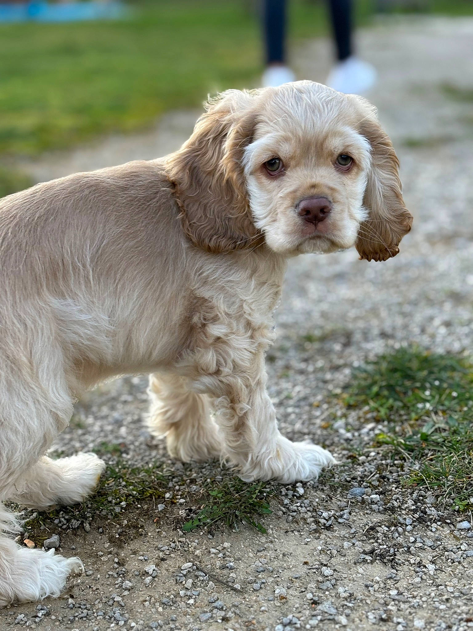 Uly participe au concours pour gagner de l'argent avec cette photo : canidae, carnivore, clumber_spaniel, companion_dog, dog, dog_breed, dog_collar, fawn, fur, grass, hunting_dog, liver, snout, soil, spaniel, sporting_group, tail, terrestrial_animal, toy_dog