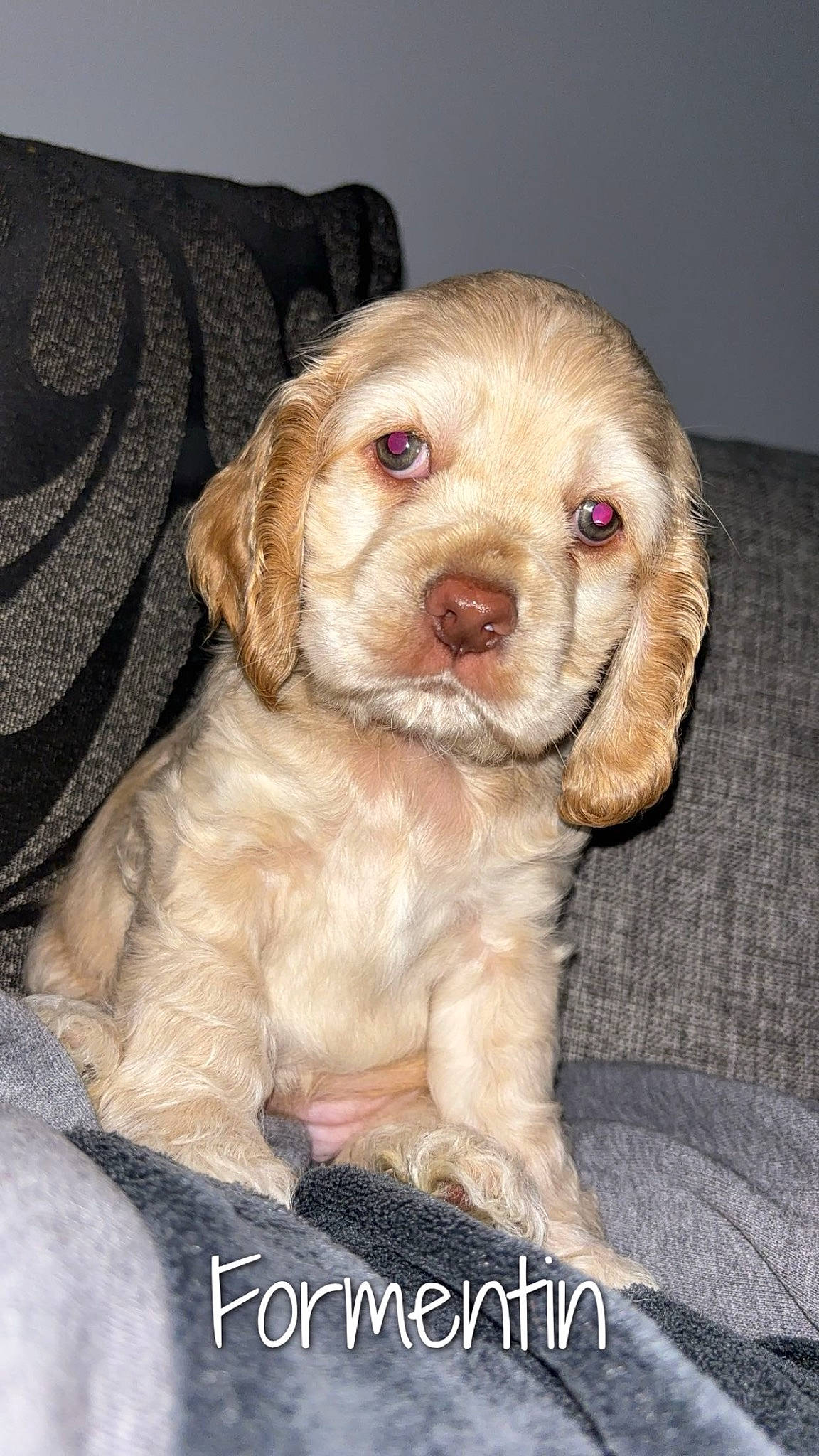 Uly participe au concours pour gagner de l'argent avec cette photo : canidae, carnivore, cocker_spaniel, companion_dog, dog, dog_breed, eye, fawn, fur, gun_dog, hunting_dog, liver, pet_supply, puppy, spaniel, sporting_group, whiskers, working_animal