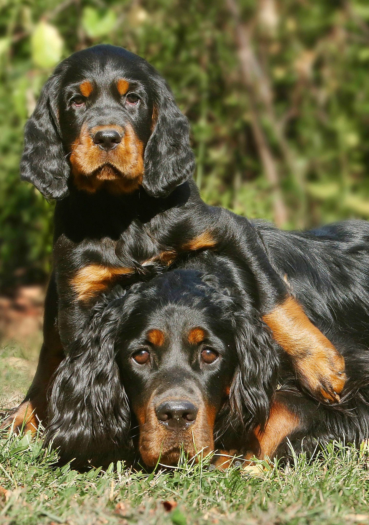 Pin Up participe au concours pour gagner de l'argent avec cette photo : canidae, carnivore, companion_dog, dog, dog_breed, grass, hound, hunting_dog, liver, sharing, snout, sporting_group, terrestrial_animal, working_dog