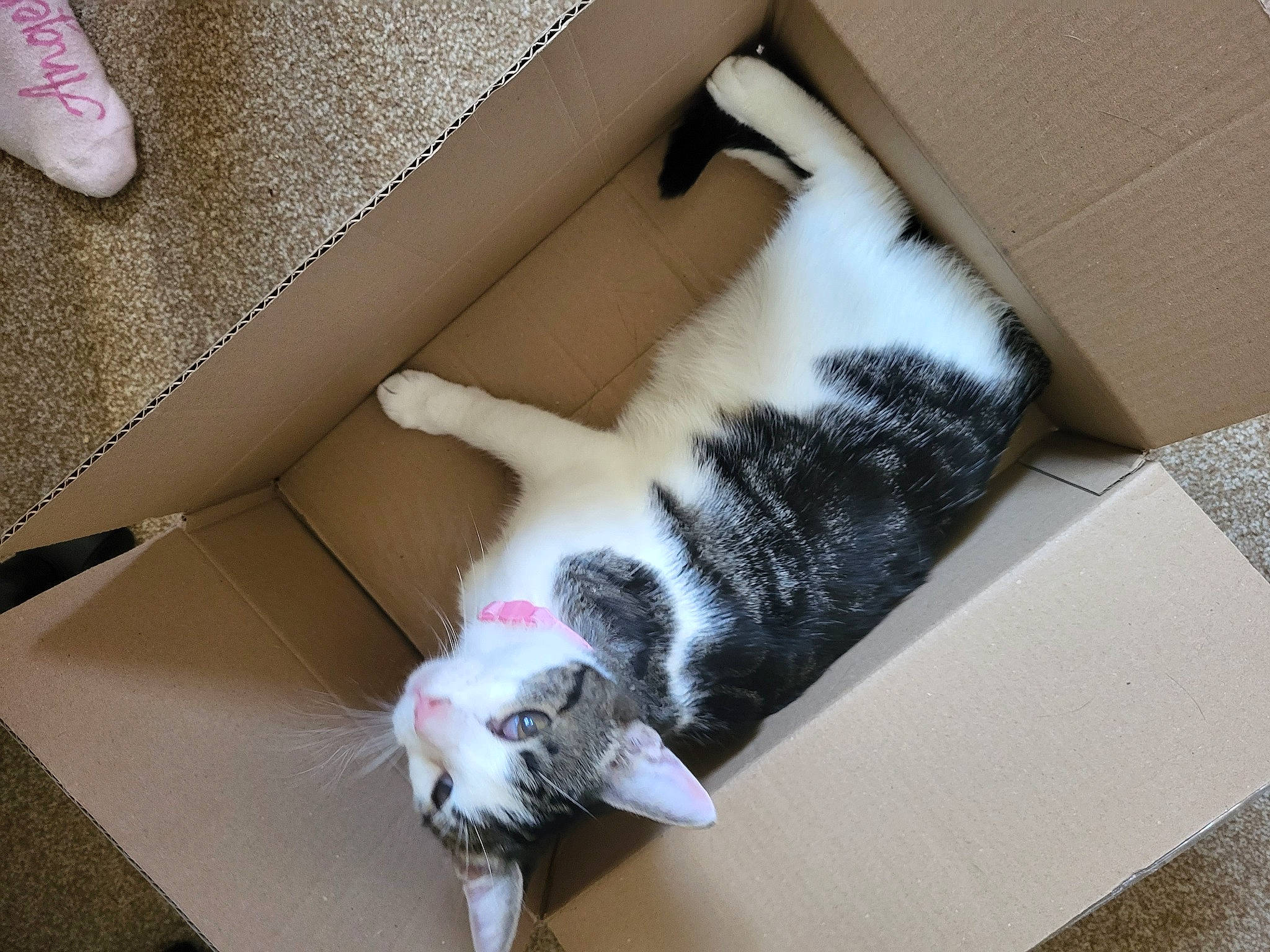 Muriel joined the competition — help win amazing prizes! carmine, carnivore, cat, comfort, couch, domestic_short_haired_cat, felidae, flooring, fur, hardwood, human_leg, linens, nap, paw, room, shipping_box, small_to_medium_sized_cats, tail, whiskers, wood