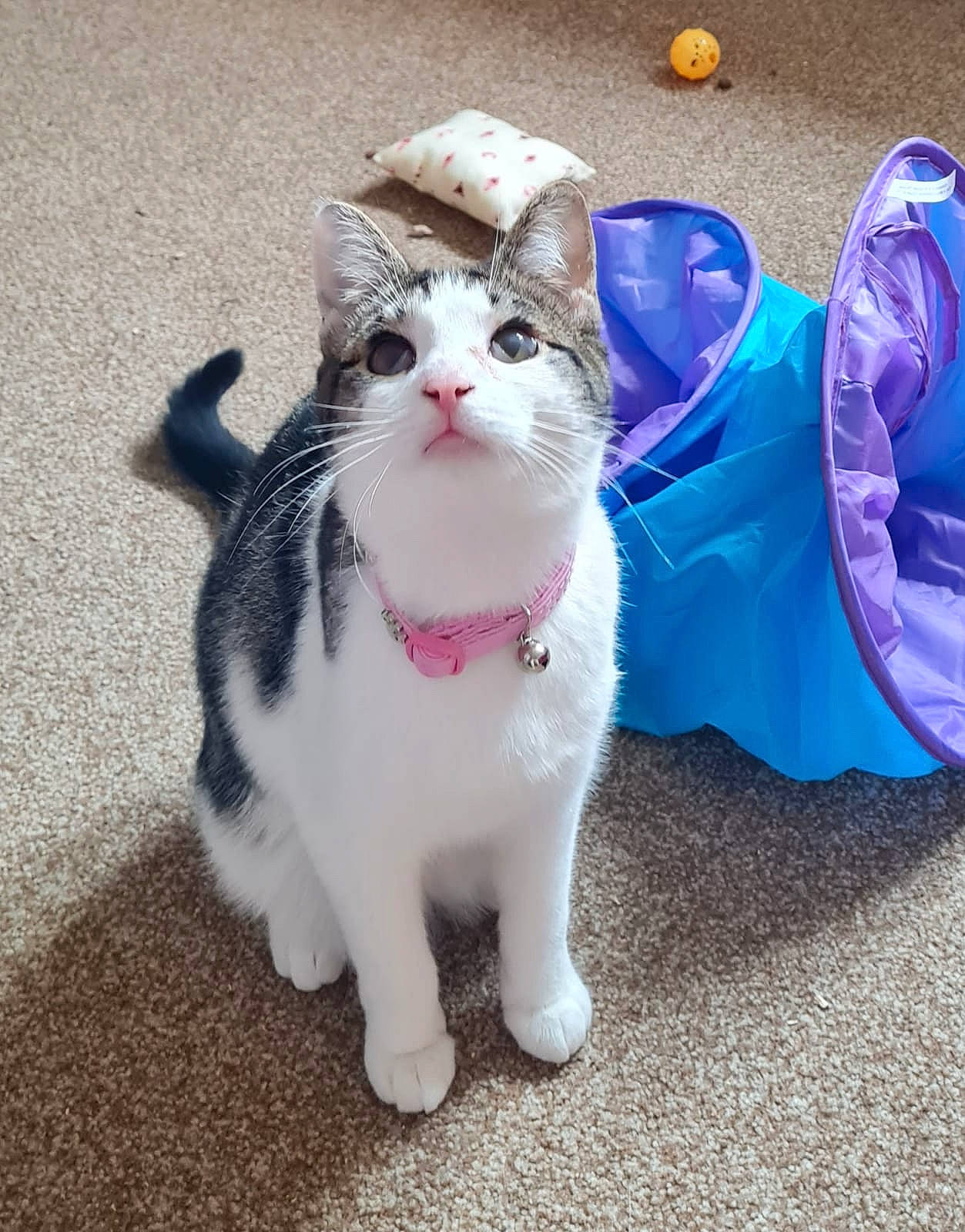 Muriel is registered to the contest to win money with this photo: carnivore, cat, collar, domestic_short_haired_cat, electric_blue, felidae, foot, fur, grass, human_leg, paw, sitting, small_to_medium_sized_cats, snout, tail, terrestrial_animal, whiskers