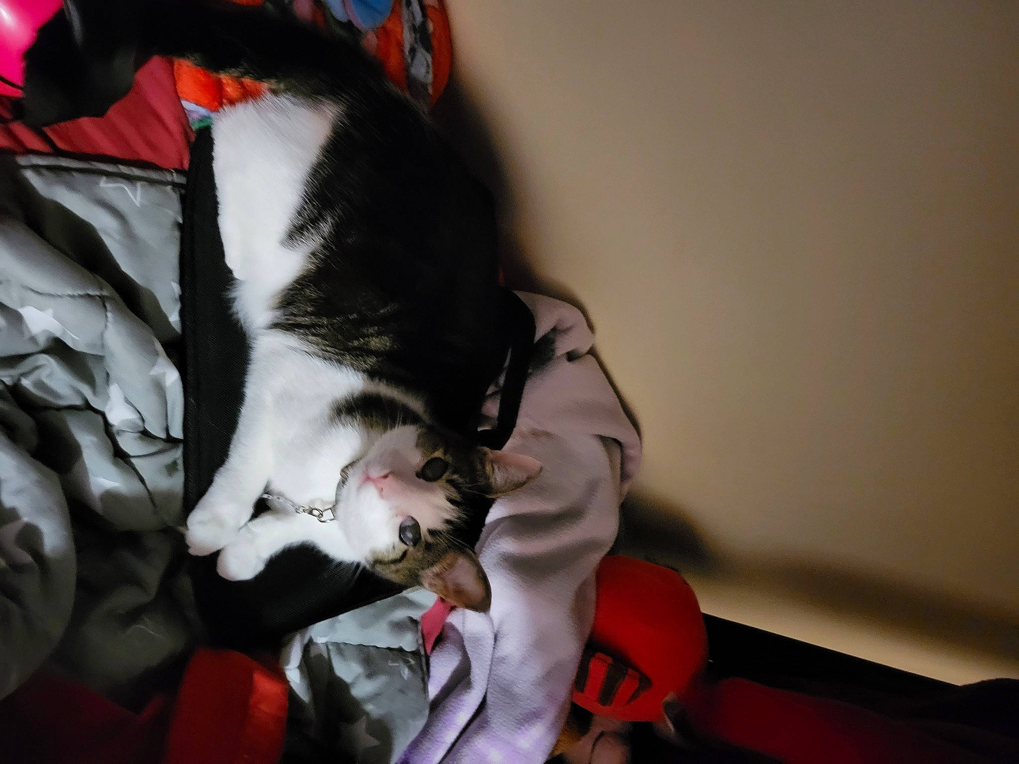 Muriel is registered to the contest to win money with this photo: canidae, carmine, carnivore, cat, claw, comfort, companion_dog, dog_breed, domestic_short_haired_cat, felidae, fur, lap, linens, nap, paw, small_to_medium_sized_cats, snout, sporting_group, tail, whiskers