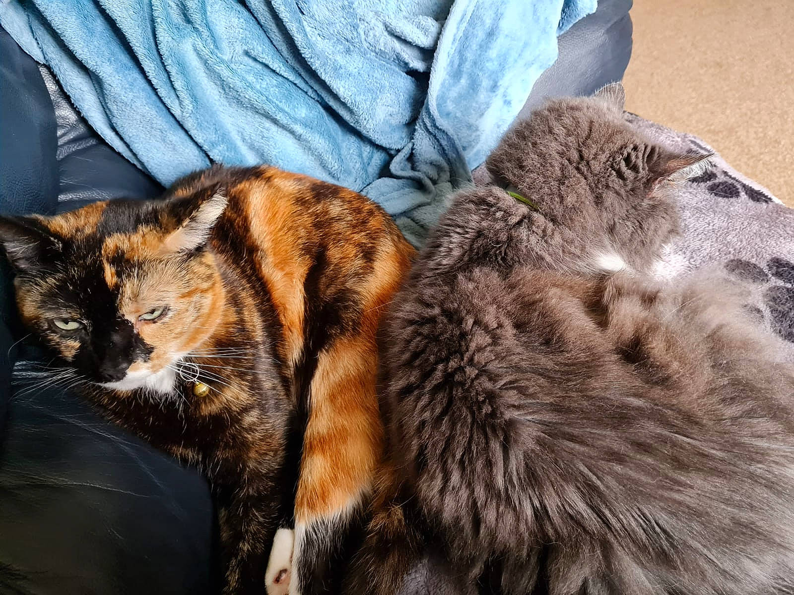 Sky is registered to the contest to win money with this photo: carnivore, cat, claw, comfort, domestic_short_haired_cat, fawn, felidae, fur, grass, military_camouflage, nap, paw, small_to_medium_sized_cats, snout, tail, terrestrial_animal, whiskers, wildlife