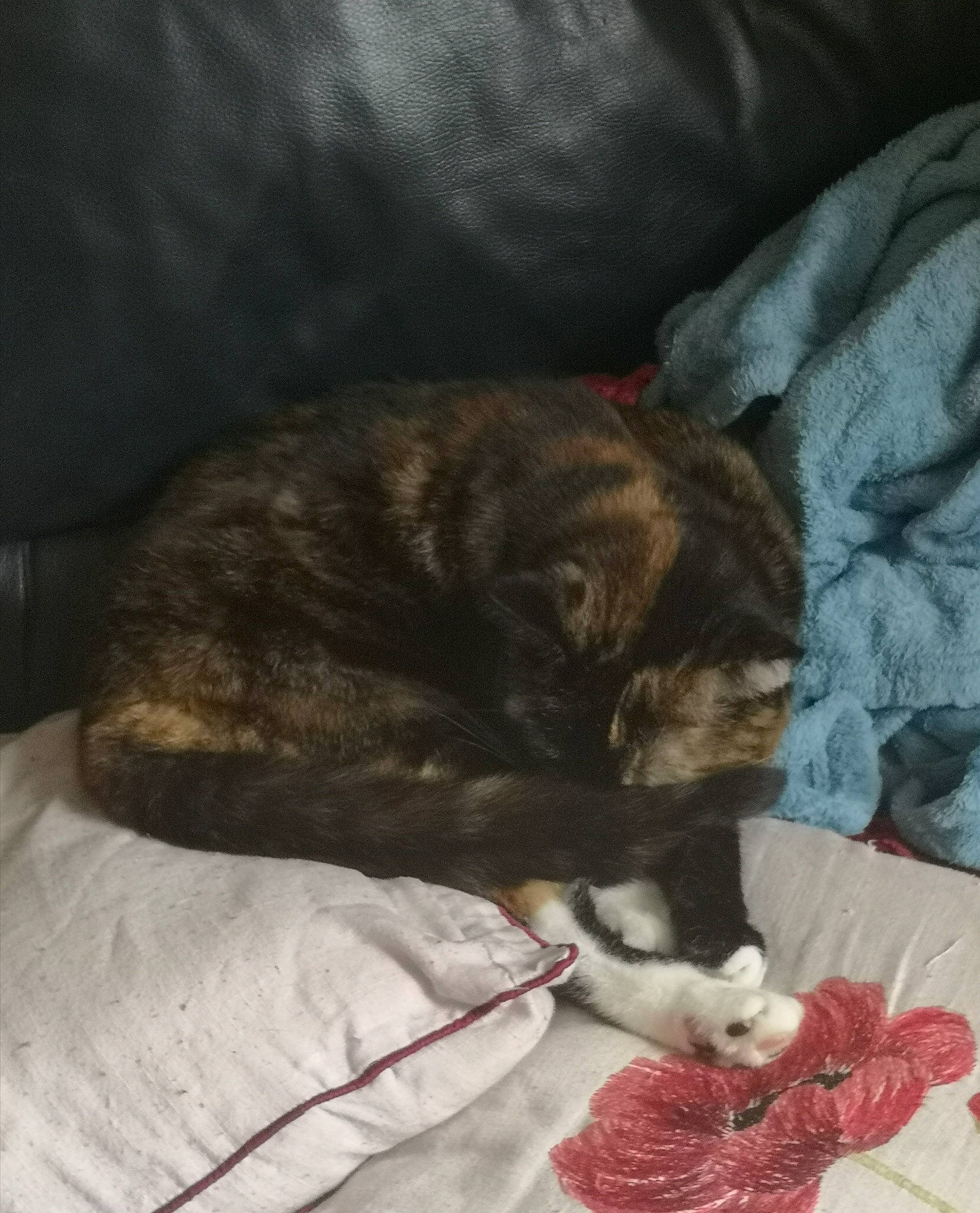 Sky joined the competition — help win amazing prizes! carmine, cat, claw, comfort, companion_dog, dog_breed, domestic_short_haired_cat, felidae, fur, grey, linens, liver, paw, small_to_medium_sized_cats, tail, terrestrial_animal, whiskers