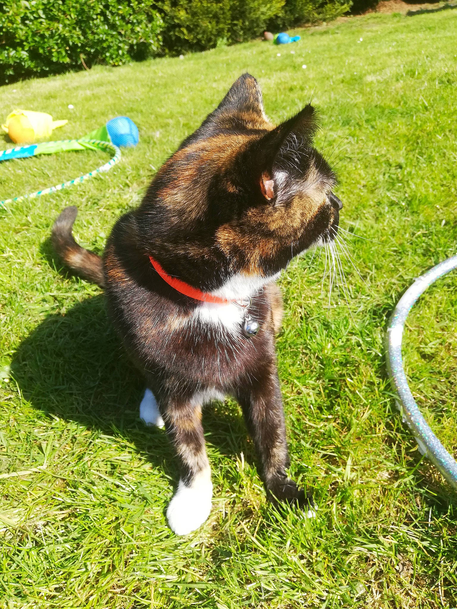 Sky is registered to the contest to win money with this photo: canidae, carnivore, cat, collar, dog_breed, domestic_short_haired_cat, fawn, felidae, fur, grass, groundcover, lawn, leash, plant, small_to_medium_sized_cats, snout, sporting_group, tail, terrestrial_animal, whiskers