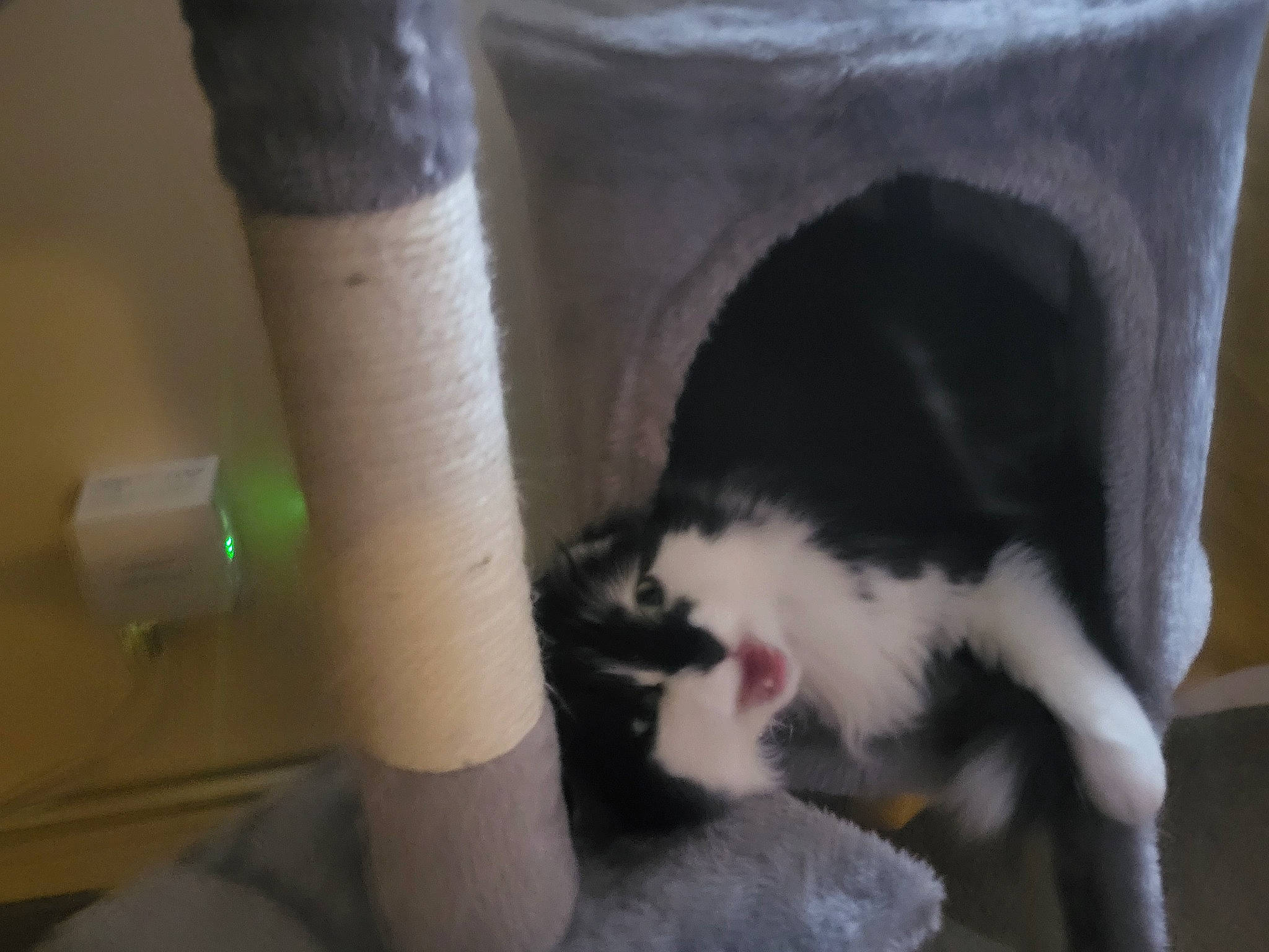 Misty Moo joined the competition — help win amazing prizes! carnivore, cat, cat_bed, cat_supply, claw, comfort, domestic_short_haired_cat, fang, felidae, foot, fur, human_leg, paw, pet_supply, small_to_medium_sized_cats, snout, tail, tree, whiskers