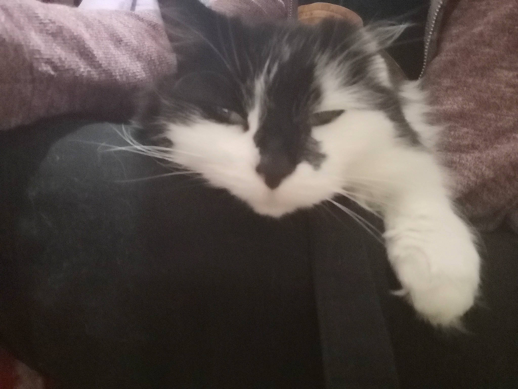 Misty Moo joined the competition — help win amazing prizes! carnivore, cat, claw, cloud, comfort, darkness, domestic_short_haired_cat, eye, felidae, foot, fur, human_leg, meteorological_phenomenon, nap, paw, sky, sleep, small_to_medium_sized_cats, tail, whiskers