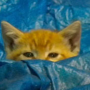 Little Orange is registered to the contest to win money with this photo: animal, blue_tarp, cat, closeup, crinkled, curious, cute, ears, eyes, fur, hidden, kitten, mammal, orange_cat, outdoor, peeking, pet, playful, small, texture