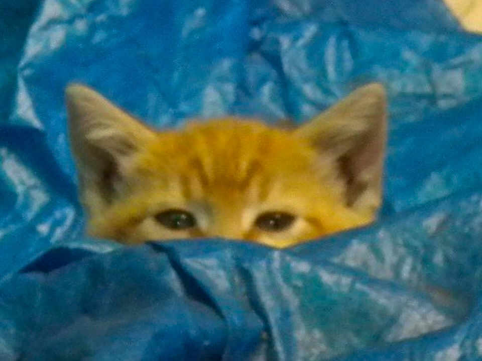 Little Orange