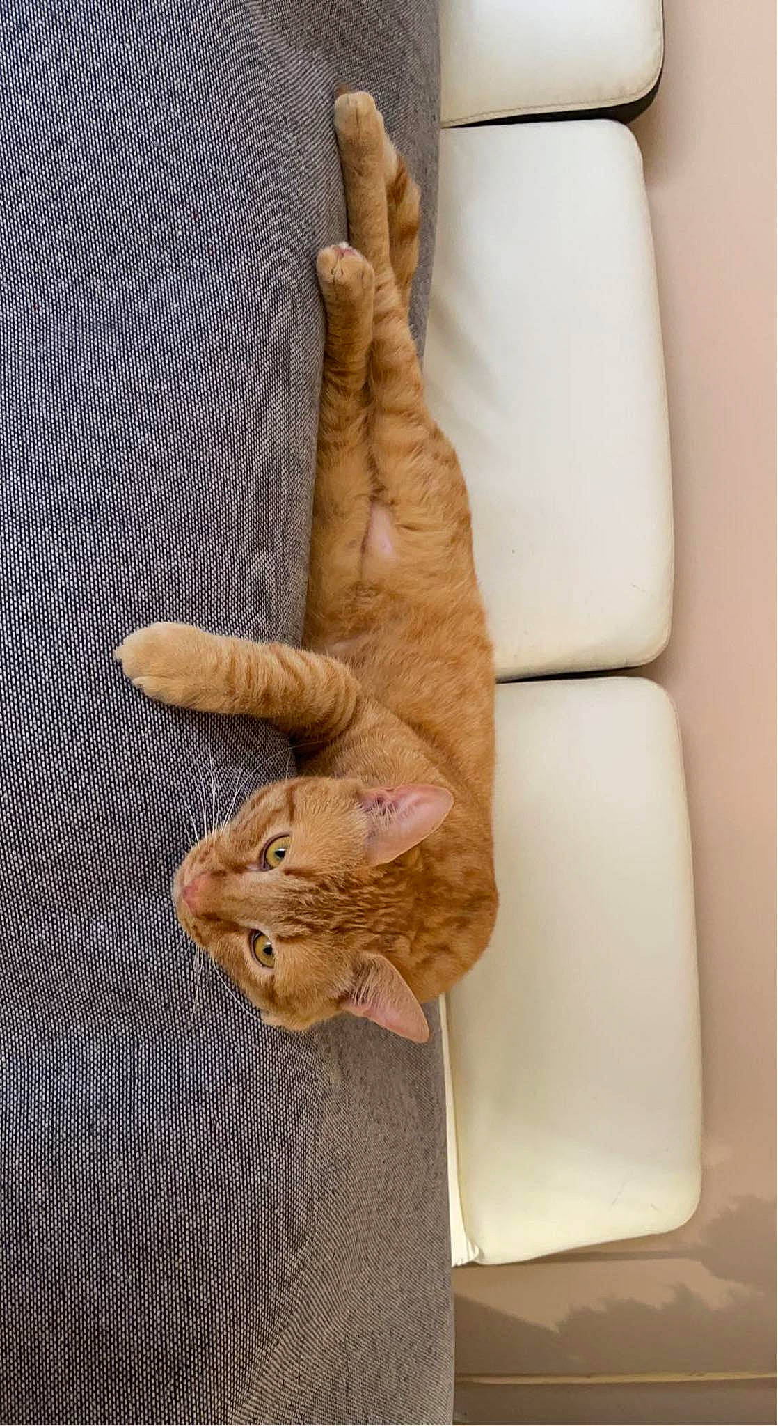 Roy participe au concours pour gagner de l'argent avec cette photo : arm, art, comfort, fashion_accessory, felidae, finger, flooring, foot, fur, gesture, human_leg, knee, linens, nail, textile, thumb, wood, wool, wrinkle, wrist