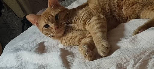 Roy participe au concours pour gagner de l'argent avec cette photo : carnivore, cat, claw, comfort, domestic_short_haired_cat, fawn, felidae, fur, paw, small_to_medium_sized_cats, tail, terrestrial_animal, whiskers