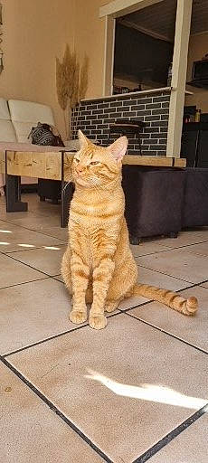 Roy a rejoint le concours — aidez-le/la à gagner de superbes lots ! carnivore, cat, claw, comfort, domestic_short_haired_cat, fawn, felidae, floor, flooring, fur, hardwood, paw, sitting, small_to_medium_sized_cats, snout, tail, terrestrial_animal, whiskers, wood, wood_flooring