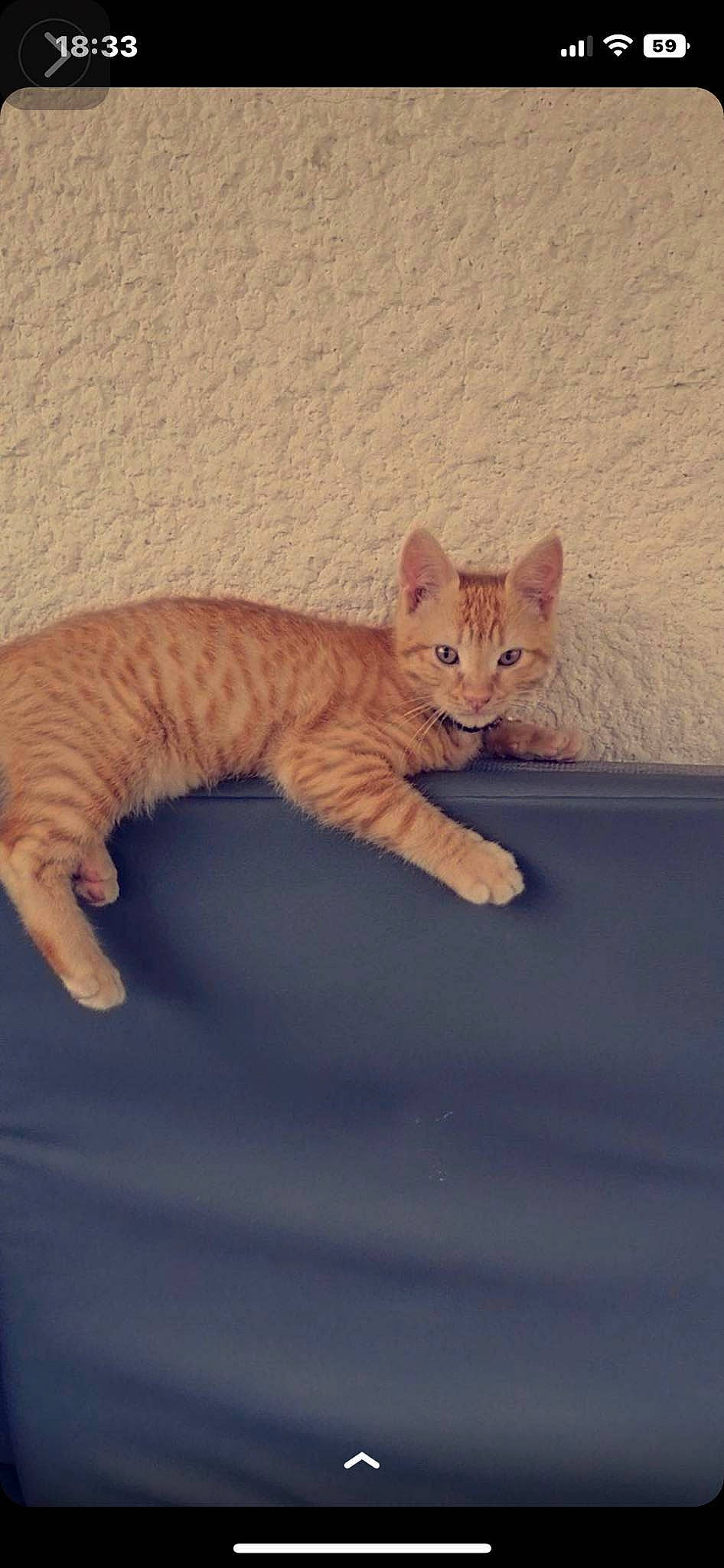 Roy a rejoint le concours — aidez-le/la à gagner de superbes lots ! carnivore, cat, cat_supply, claw, comfort, domestic_short_haired_cat, fawn, felidae, foot, fur, paw, small_to_medium_sized_cats, snout, tail, terrestrial_animal, whiskers, window, wood