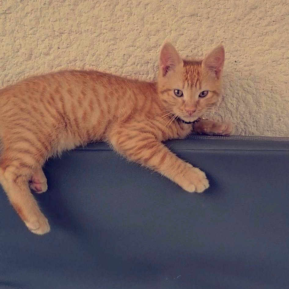 Roy